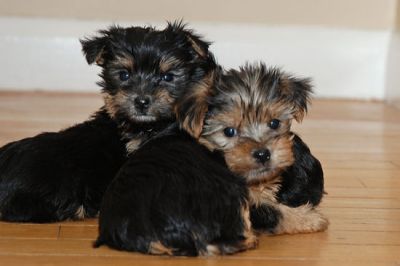 Yorkshire Terrier 14 Semanas