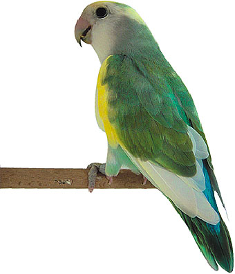 Vendo Roseicollis todos de mutação