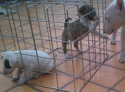 único bull-terrier AFIXO