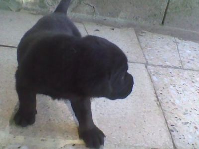 Cães Raça Labrador com LOP — Negreiros 