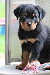 Filhotes Rottweiler Super Unique