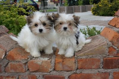 Filhotes de cachorro Yorkshire para Adoção