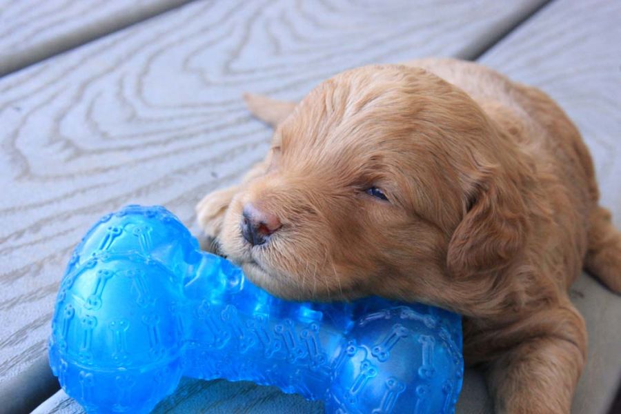 Filhotes de cachorro Golden Doodle
