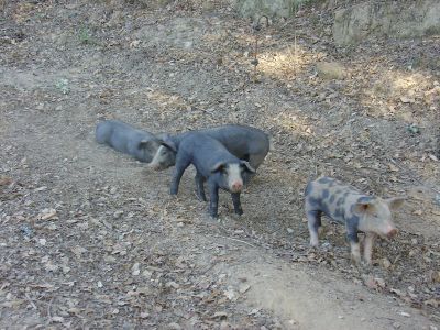Porco preto (~1 mês de idade)