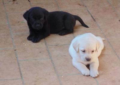 Filhotes de cachorro bonito labrador com pedigree