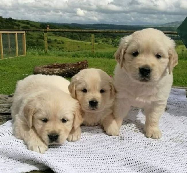 Filhotes de Golden Retriever