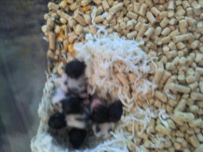 Hamsters Russos e Sírios (Pandas)