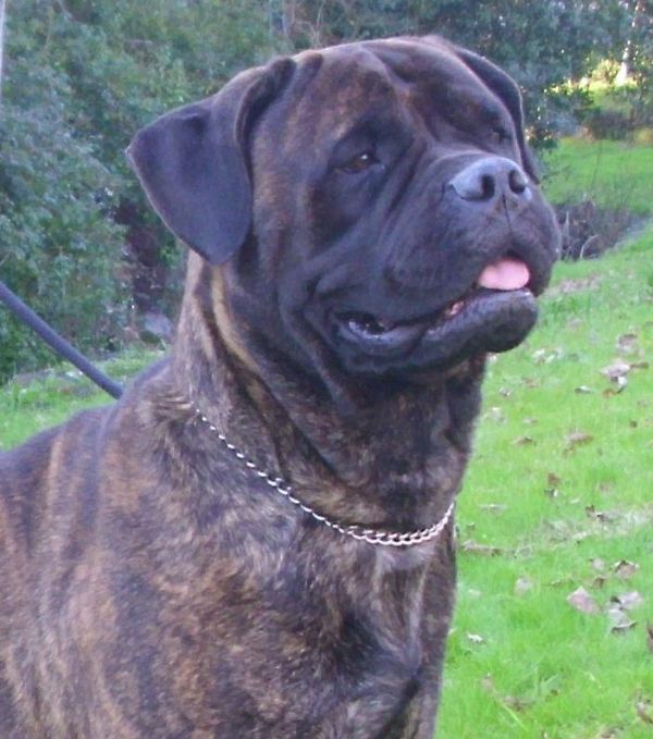 Ninhada Bullmastiff - Cães de Guarda & Companhia