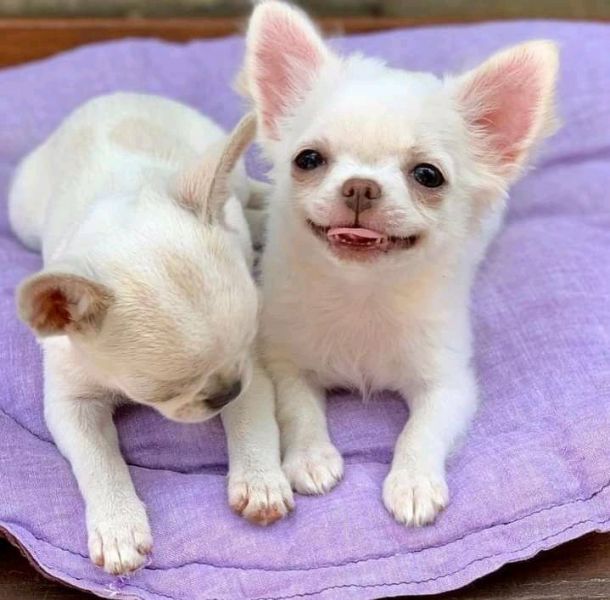 Filhotes de chihuahua disponíveis