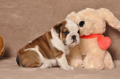 dois adorável Inglês bulldog cachorros para adoção livre