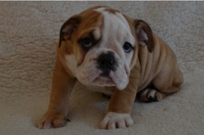 Inglês bull dog filhotes para adoção