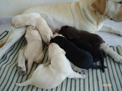 labradores puros com pediggre 