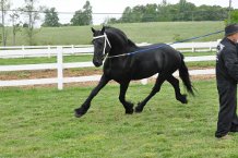 15.3hh Friesian passeio e dirija Stallion 