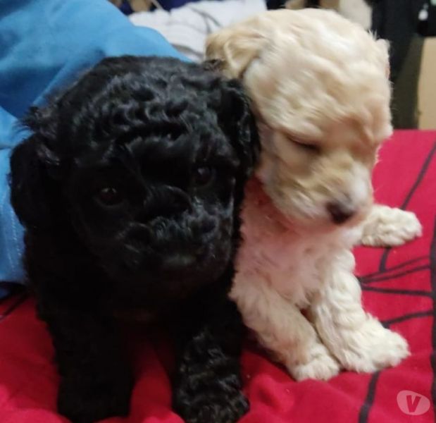 Poodle toys machitos