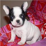 2 buldogue francês cachorros para adopção.