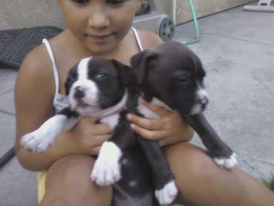 Pitbull Macho e Femea