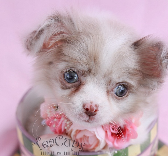 Gratis filhotes de cachorro chihuahua treinado em casa prontos para realojamento