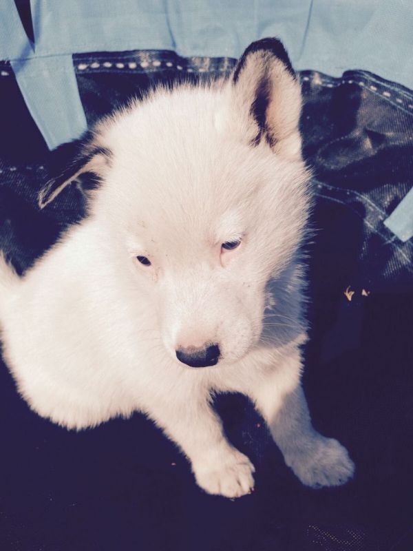 1 Kc Reg Siberian Husky Pup Pronto sexta-feira
