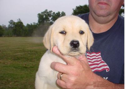 filhotes de cachorro Labrador retriever macho e fêmea  para adoção