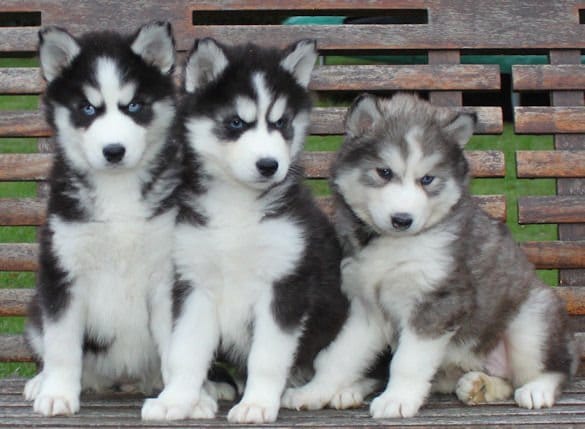 Siberian husky puppies prontos para amar lares..