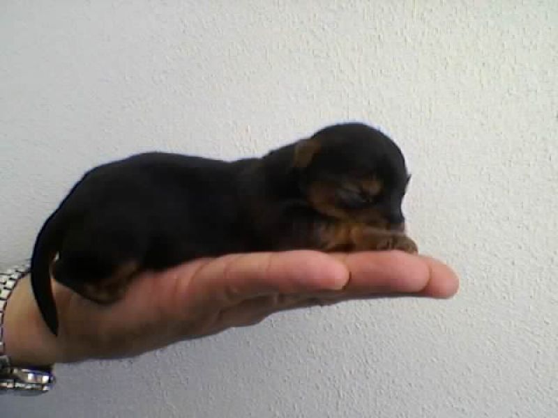 Yorkshire terrier, macho