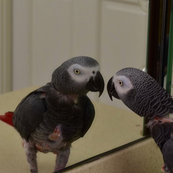 Papagaios cinzentos africanos machos e fêmeas amigáveis