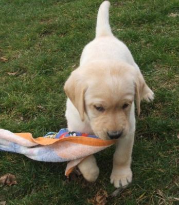 bonito e bem treinado potty do filhote de cachorro retriever labrador para adopção