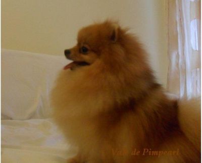 Lulu da Pomerânia @ Spitz Alemão Anão 