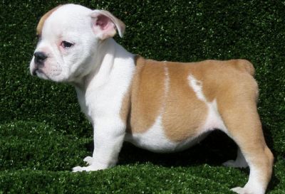 Inglês bulldog cachorros para adopção
