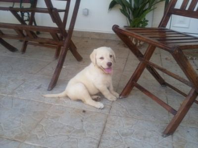 labradores exelentes 