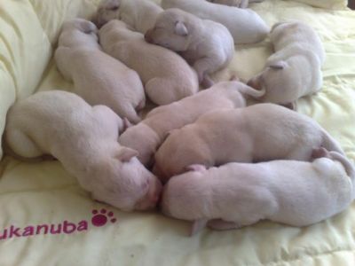 ***LABRADORES RETRIEVER em Bege 