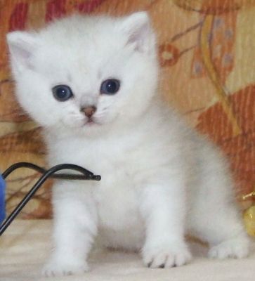 Registados macho e fêmea britânicas curto cabelo gatinhos