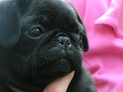 Um filhote fêmea preta pug para adoção