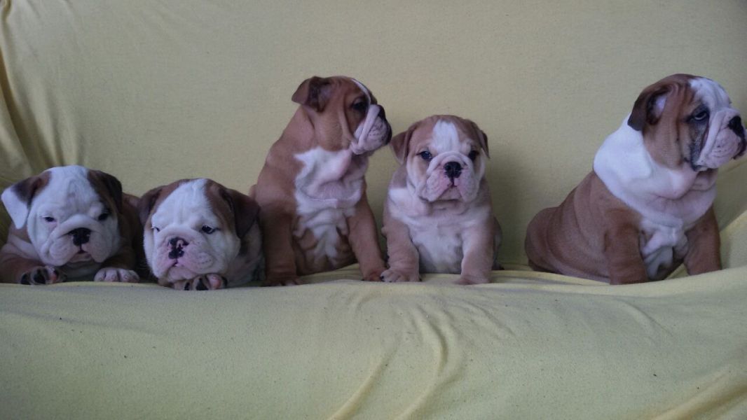Bella cuccioli di bulldog inglese