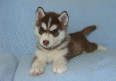 Husky Siberiano prontos para mudar de casa agora