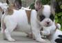 bulldog francais para venta (150 euros)
