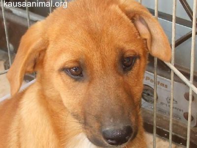 DÁ-SE CADELINHAS  MUITO MEIGAS