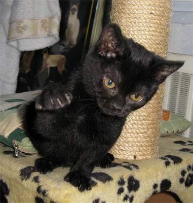 Gatinhos Bombaim masculino e feminino Eles são bem treinados, em todos os seus tiros, acaba de receb
