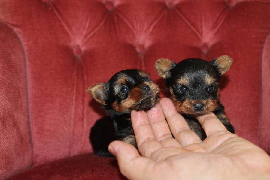 Gratis adoráveis ​​filhotes de cachorro yorkshire terrier para adoção