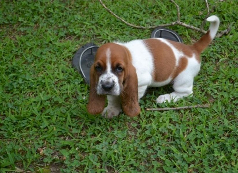 Perro basset hound de raza para adopcion gratis