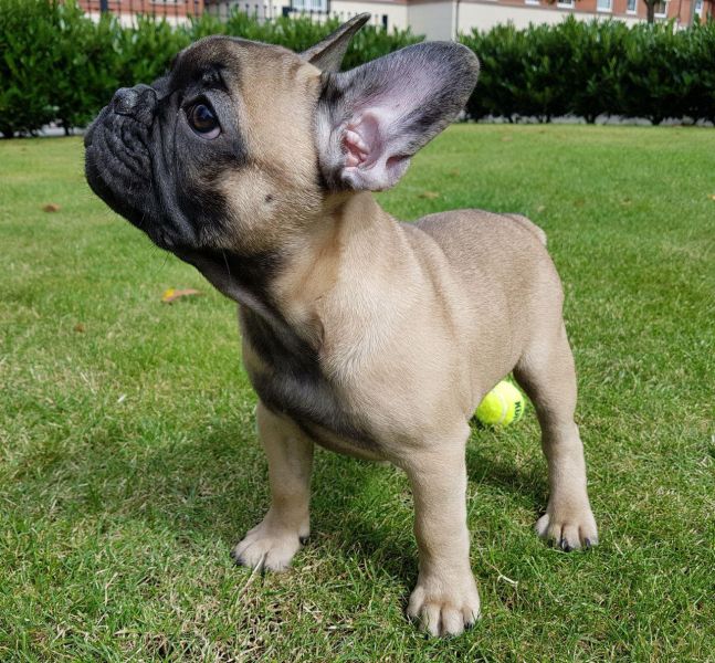 Filhotes de Bulldog francês 