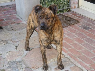 Vende-se Filas de São Miguel filhos de multi-campeões