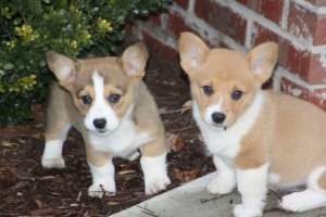 Filhotes de Welsh Corgi