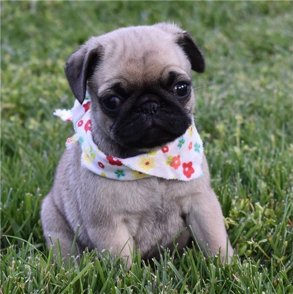 Filhotes de pug impressionantes,