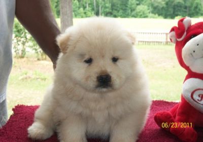 Filhotes de cachorro chow chow dom para ex-misa...