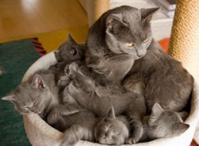 Bonito e belo gatinhos Chartreux