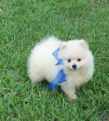 Pomeranian cachorros para adoÃ§Ã£o