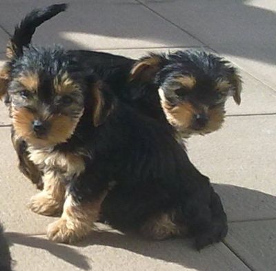 Procuro companhia - Yorkshire´s