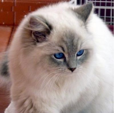Gatos raça Ragdoll para Adoção