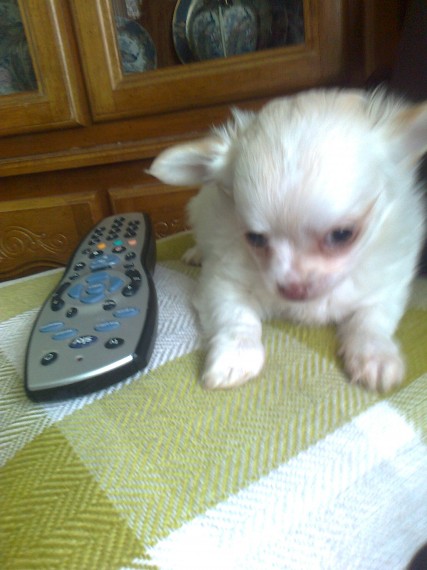  Filhotes de Chihuahua